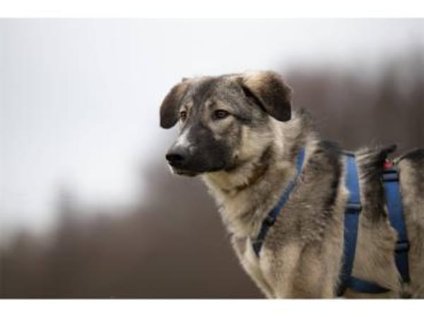 Nocci und Arlo  warten in 99427 Weimar