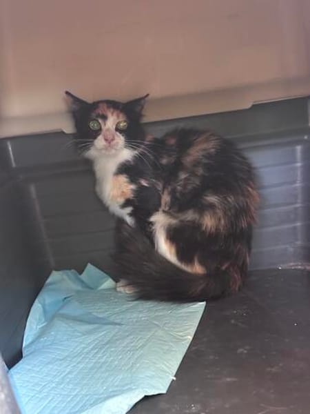Pufina aus dem Tierschutz Kreta
