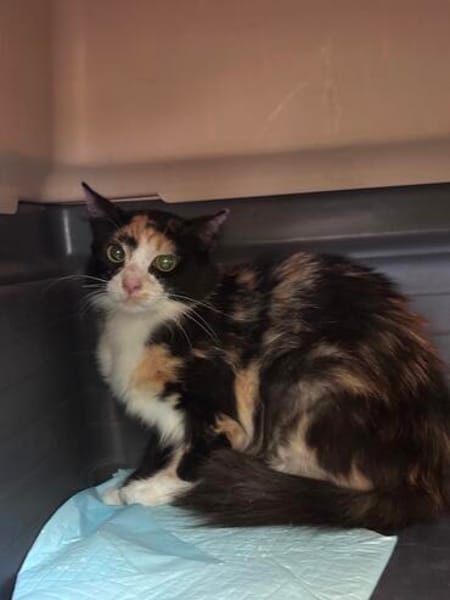 Pufina aus dem Tierschutz Kreta