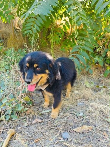 Buddy sehr sozial und lieb