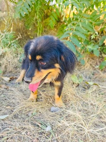 Buddy sehr sozial und lieb
