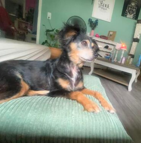 Jota sucht ein Zuhause