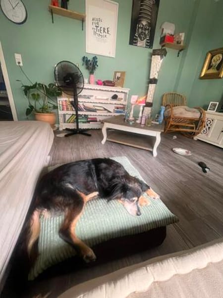 Jota sucht ein Zuhause