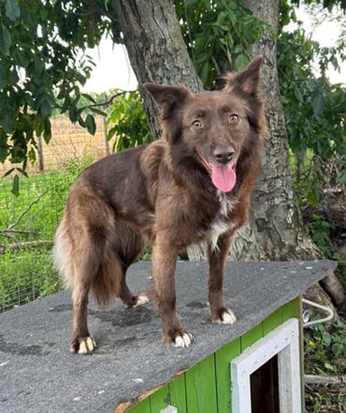 Wunderschöne PHILIPPA 🐾❤ 5 Jahre