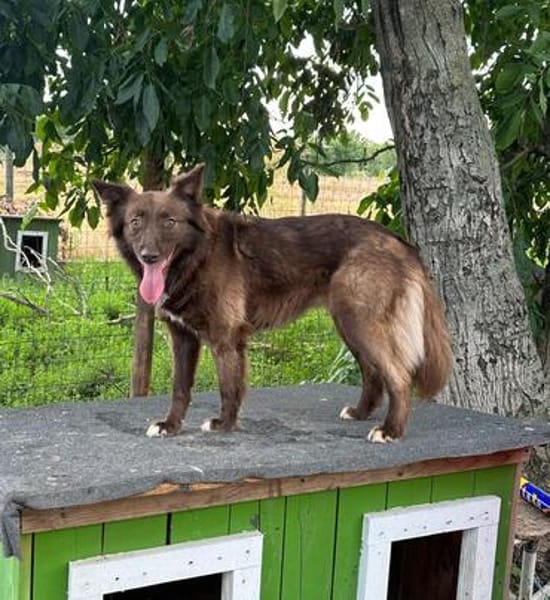 Wunderschöne PHILIPPA 🐾❤ 5 Jahre
