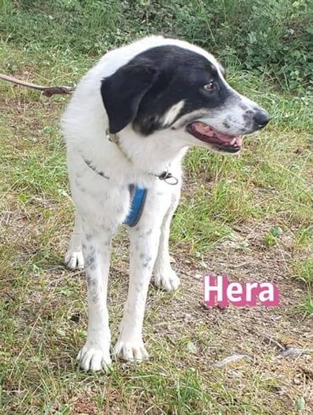 Hera, 09/23 - in 86529 Schrobenhausen