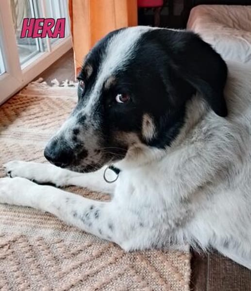 Hera, 09/23 - in 86529 Schrobenhausen