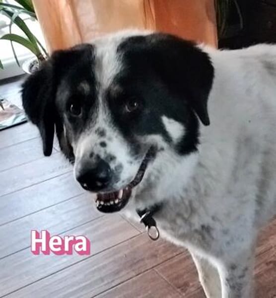 Hera, 09/23 - in 86529 Schrobenhausen