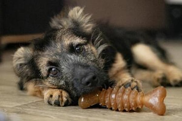 Dzana - zarte Hündin sucht eigenes Zuhause