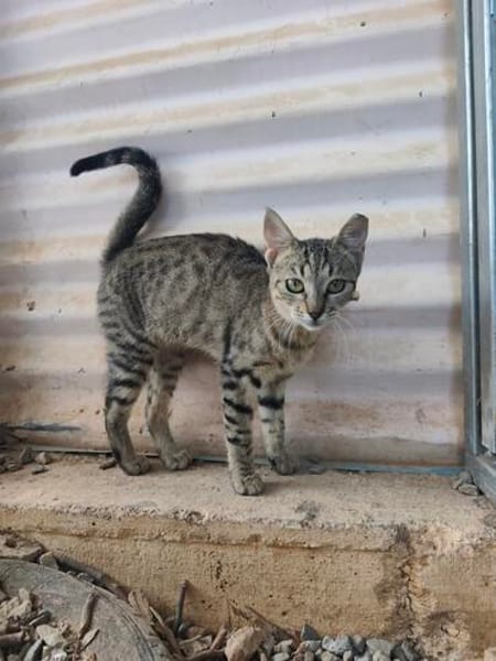 Malamo aus dem Tierschutz