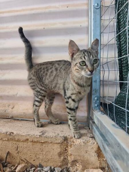 Malamo aus dem Tierschutz
