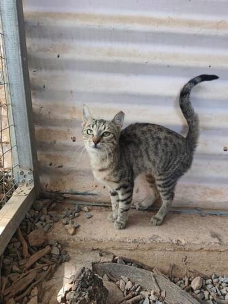 Malamo aus dem Tierschutz