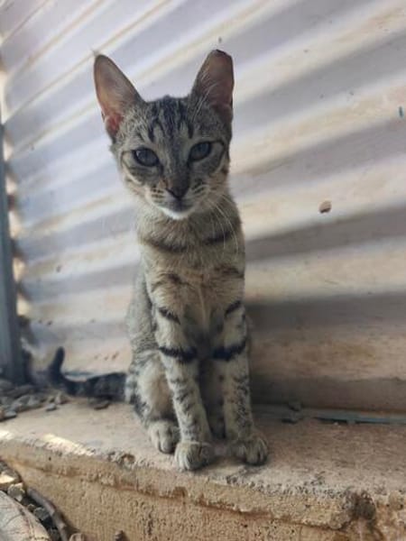Malamo aus dem Tierschutz