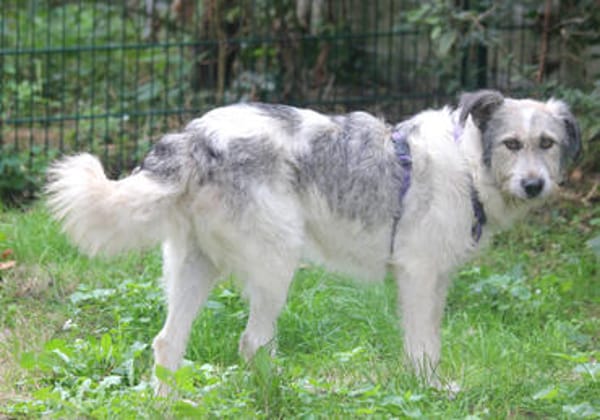 Freya 54cm geb. 08/2022 sucht ein Zuhause