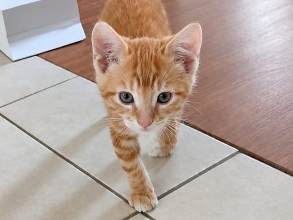 CHARLIE