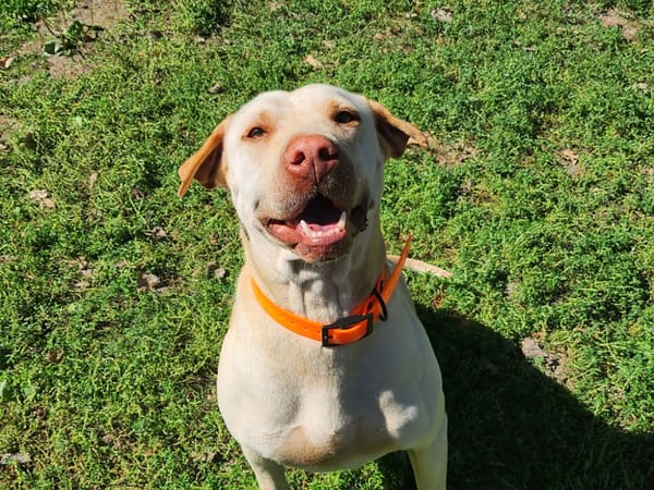 NALA