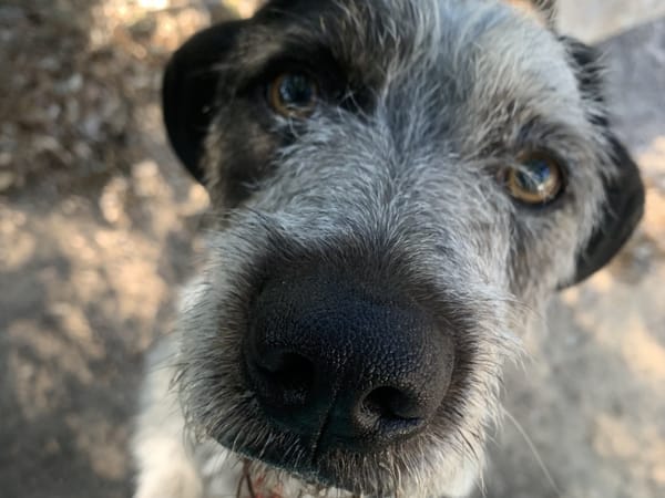 OREO
