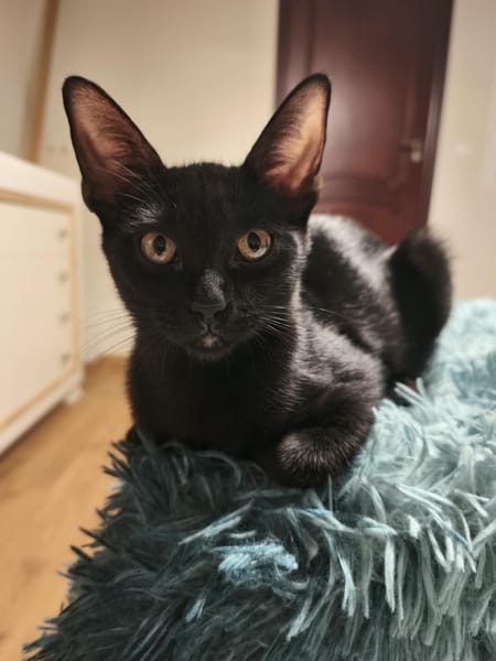 NICO