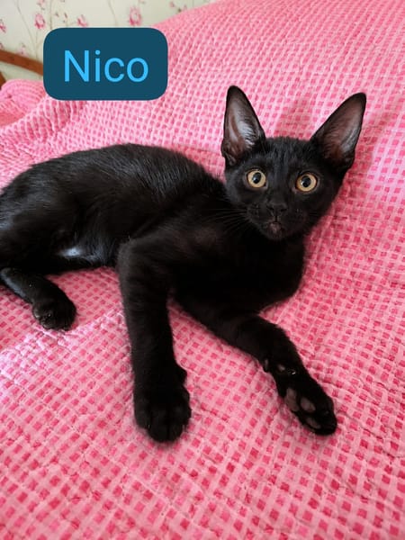NICO