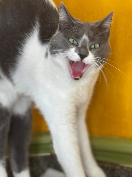 ELISA