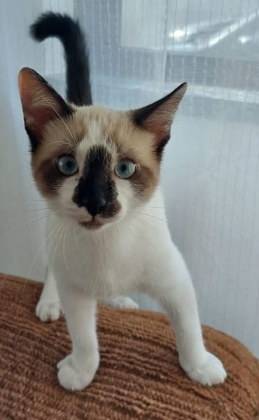 TINITO À ADOPTER AVEC FERNANDITO