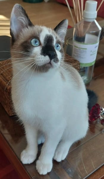 TINITO À ADOPTER AVEC FERNANDITO