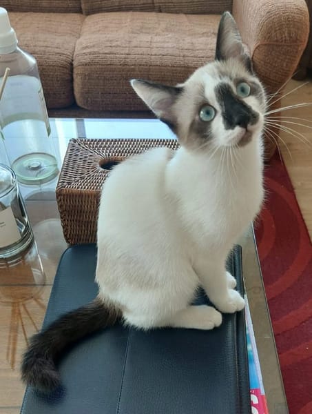TINITO À ADOPTER AVEC FERNANDITO
