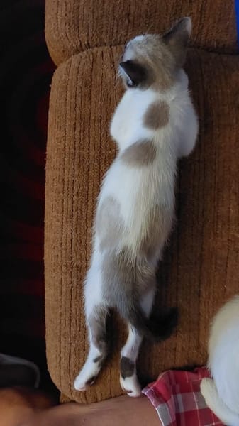 TINITO À ADOPTER AVEC FERNANDITO