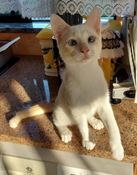 FERNANDITO À ADOPTER AVEC TINITO