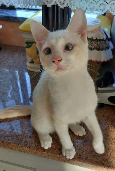 FERNANDITO À ADOPTER AVEC TINITO