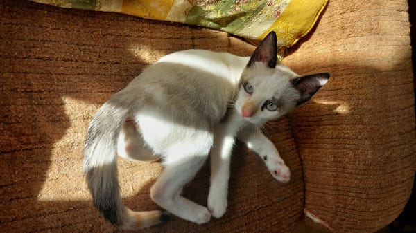 MADALENA À ADOPTER AVEC DULCE