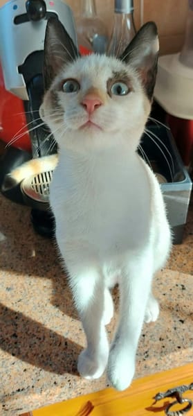 MADALENA À ADOPTER AVEC DULCE