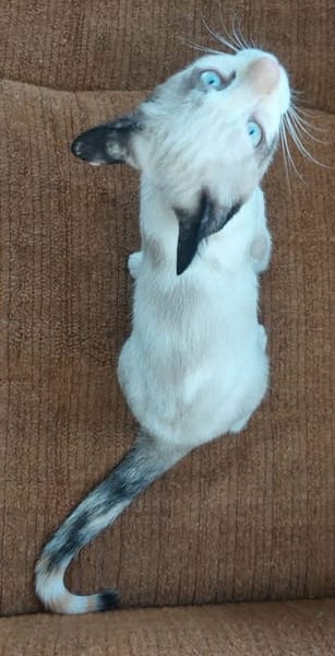 MADALENA À ADOPTER AVEC DULCE
