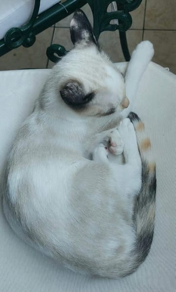 MADALENA À ADOPTER AVEC DULCE