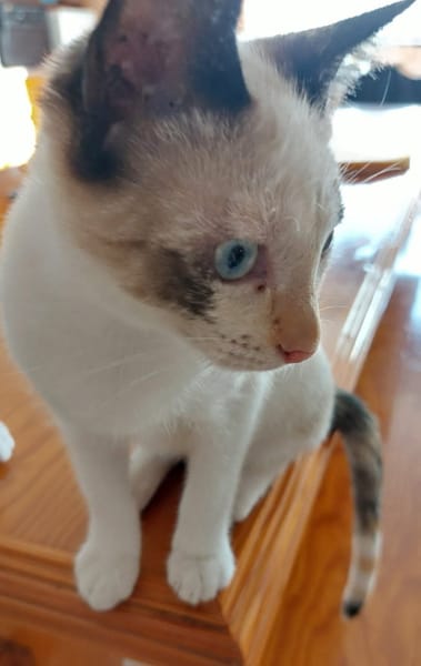 MADALENA À ADOPTER AVEC DULCE