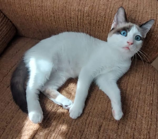 DULCE À ADOPTER AVEC MADALENA