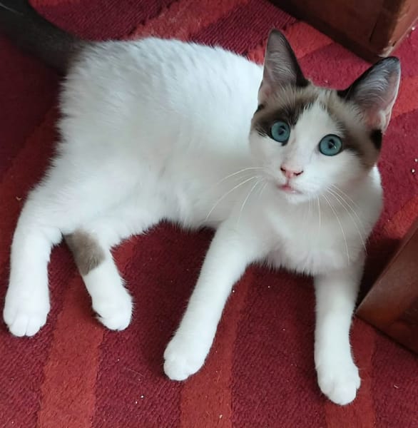 DULCE À ADOPTER AVEC MADALENA