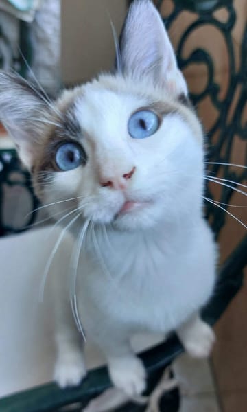 DULCE À ADOPTER AVEC MADALENA
