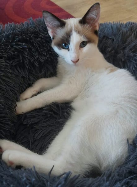 DULCE À ADOPTER AVEC MADALENA