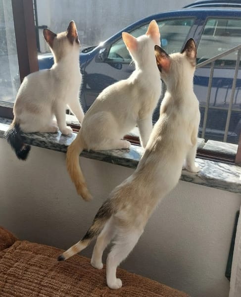 DULCE À ADOPTER AVEC MADALENA