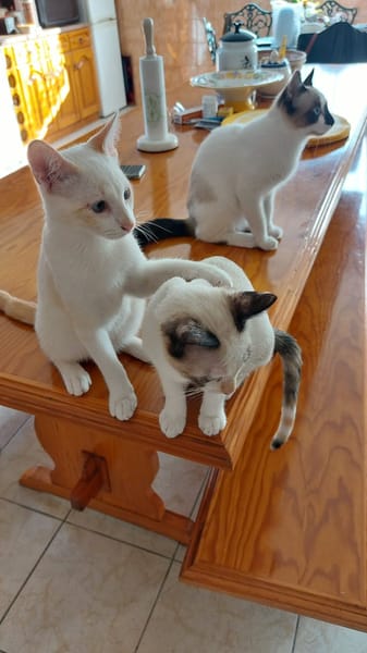 DULCE À ADOPTER AVEC MADALENA