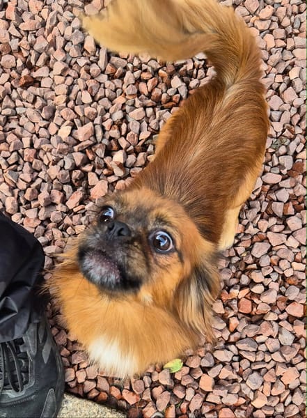 Pongo