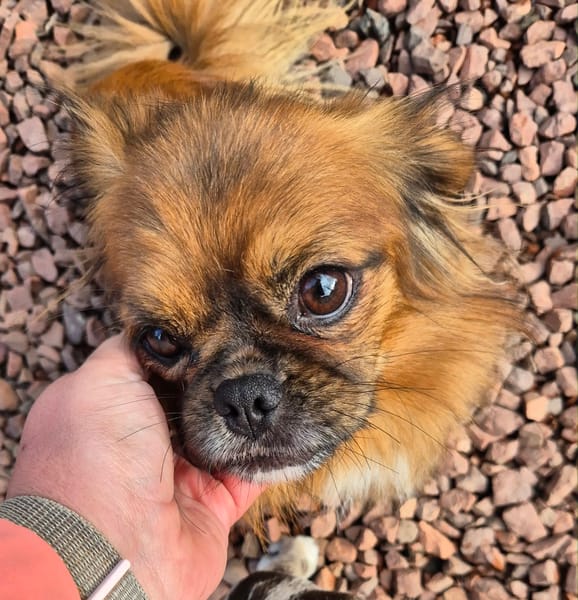 Pongo