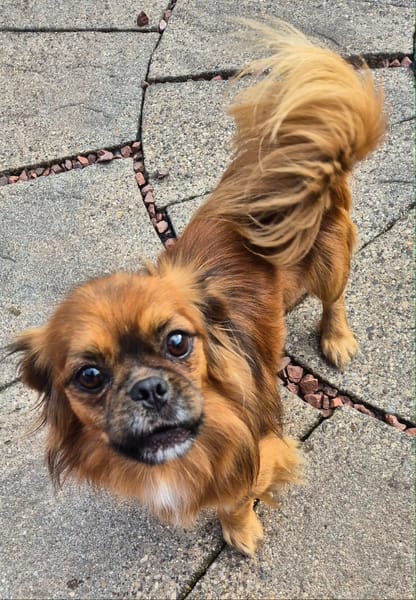 Pongo