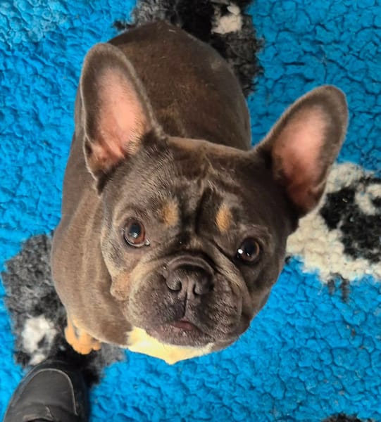 Stella