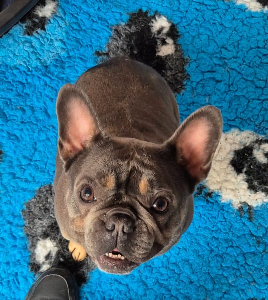 Stella