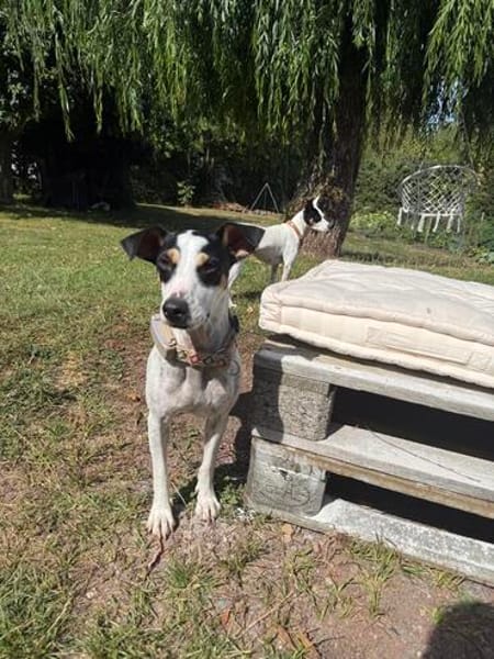 Fido - einfach ein ziemlich cooler Kerl