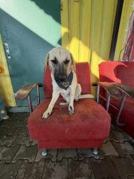 Smartie sucht ein Zuhause / Pflegestelle