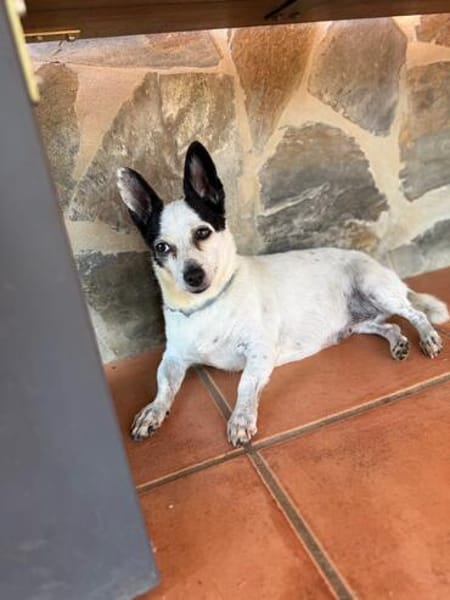 ENCARNITA  kleiner Sonnenschein sucht ihren Lieblingsmensch