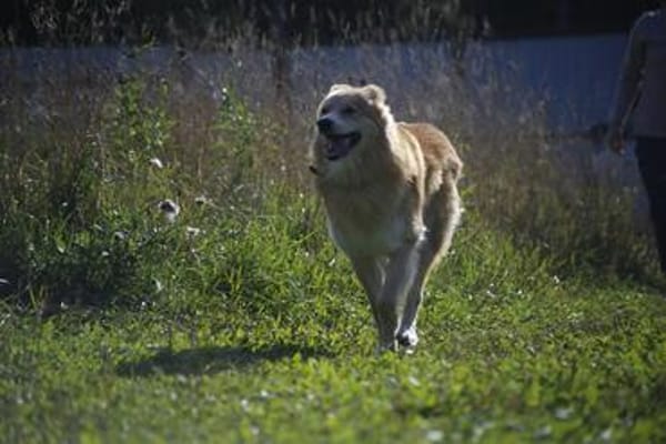 Ein Sonnenschein innen- u. außen- Ricky sucht Zuhause